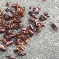 天氣變冷蟑螂都藏到哪去了呢？