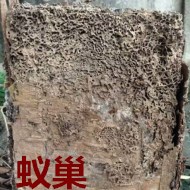 別墅墻體挖出超大白蟻巢?。?！
