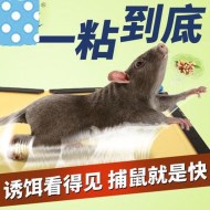 如何使用粘鼠板成功滅鼠？